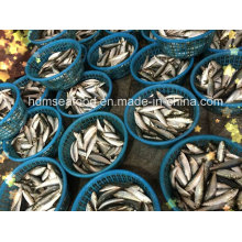 Pescados ligeros de la sardina de la captura para el cebo del atún (Sardinella aurita)